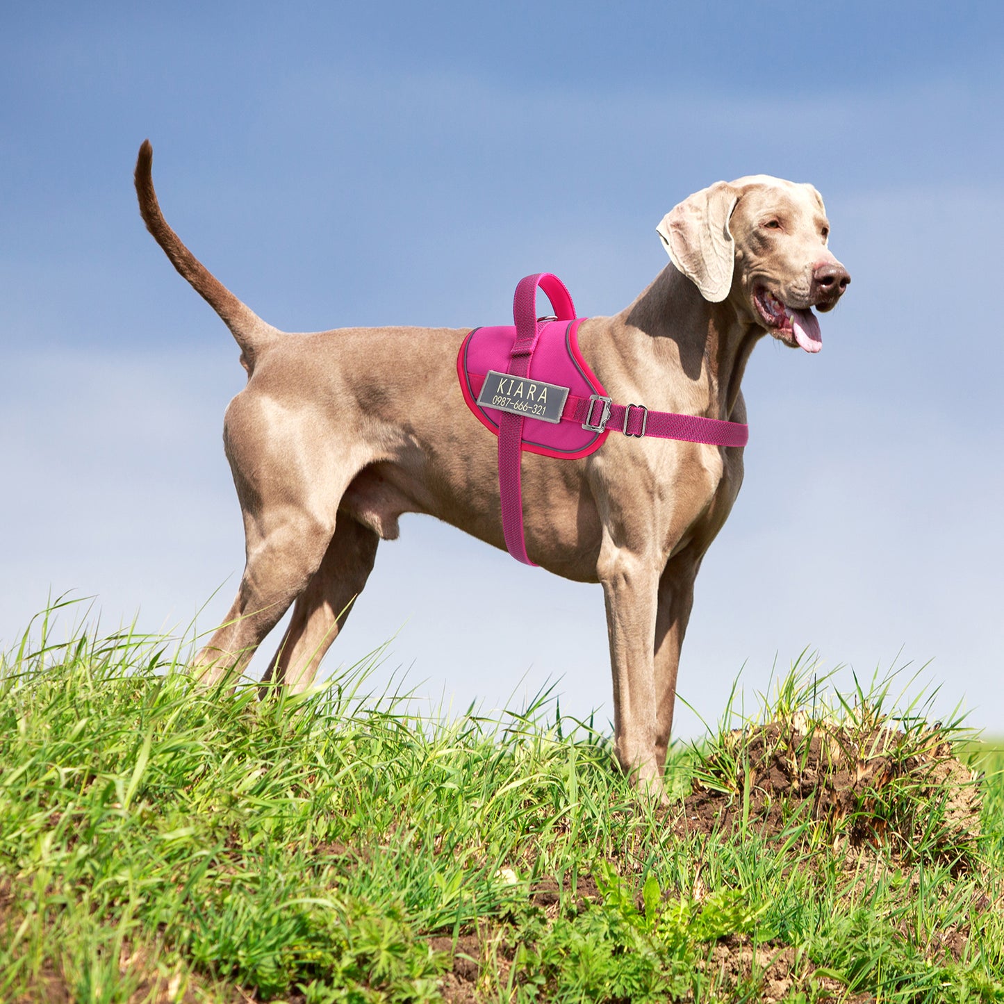 Waterproof Adjustable Reflective Personalized Custom Dog Harness