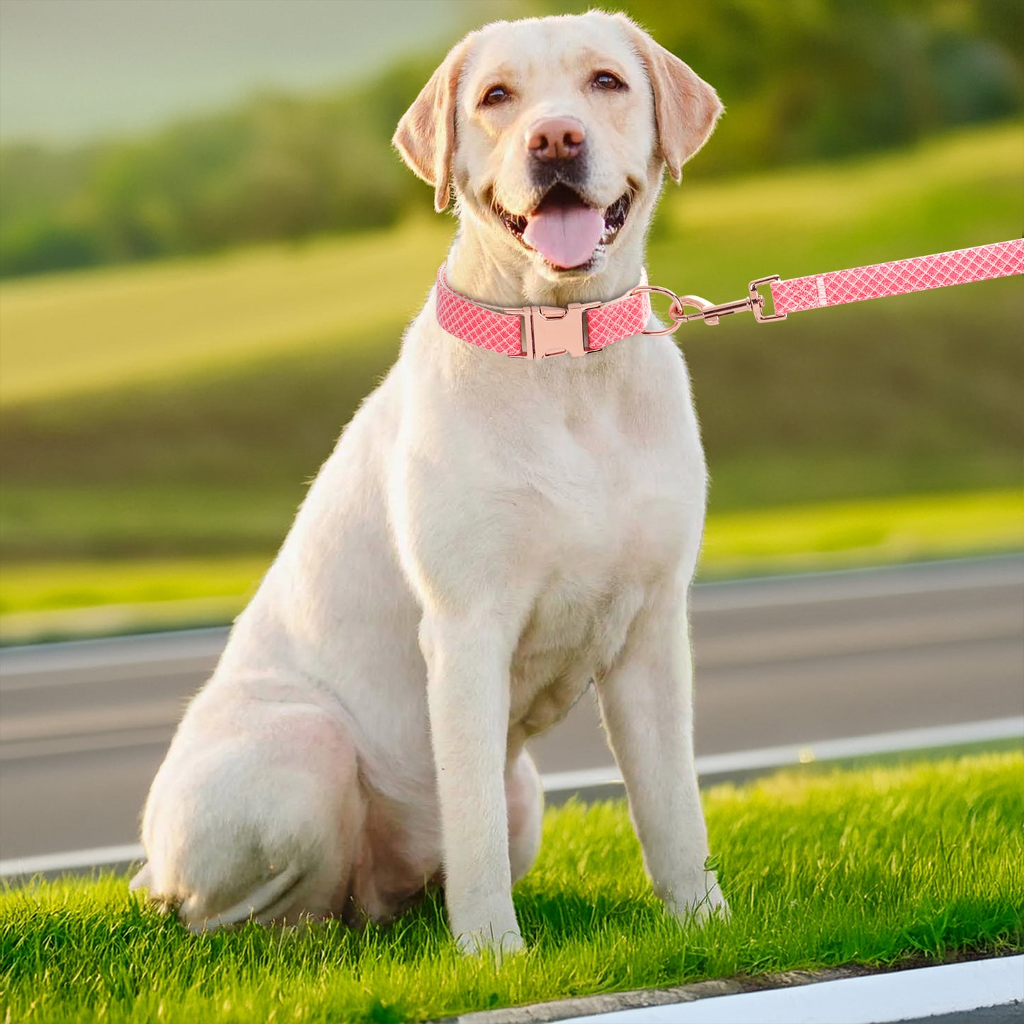 Cotton Webbing Bling Plaid Custom Engraved Dog Collar