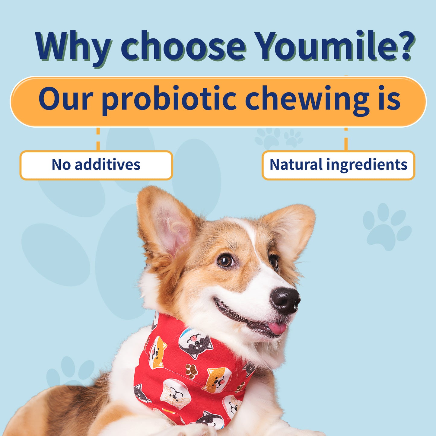 Probiotic Soft Chews For Dogs