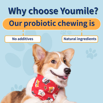 Probiotic Soft Chews For Dogs