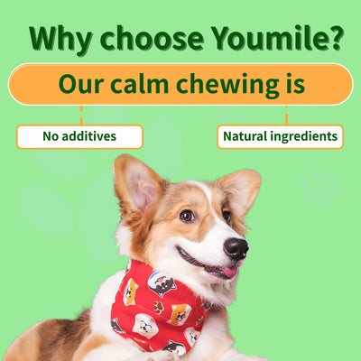 Calming Soft Chews For Dog