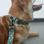 Christmas Hat Personalized Dog Collar with Leas & Bow tie Set - iTalkPet