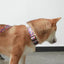 Neon Plaid Personalized Dog Collar with Leas & Bow tie Set - iTalkPet