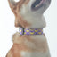Pocket Parrot Personalized Dog Collar with Leas & Bow tie Set - iTalkPet