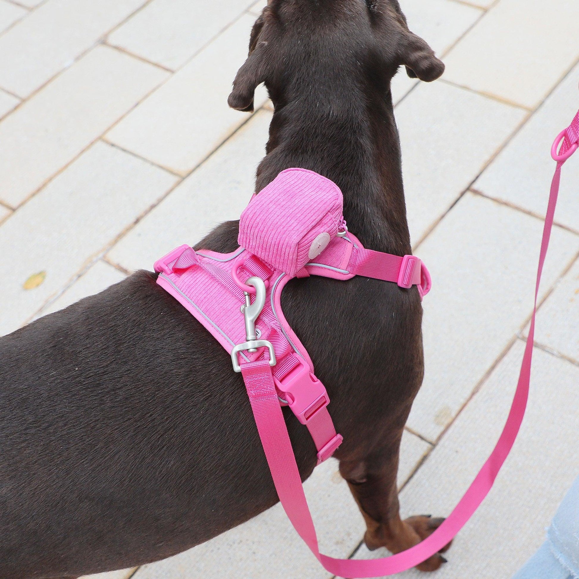 Rose Striped Solid Personalized Dog Collar - iTalkPet