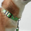 Watermelon Personalized Dog Collar with Leas & Bow tie Set - iTalkPet