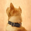 Fashion Thickened Soft Custom Dog Collar Set - iTalkPet