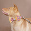Gray Bohemian Personalized Dog Collar Set - iTalkPet