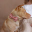 Orange Pink Plaid Personalized Dog Collar Set - iTalkPet